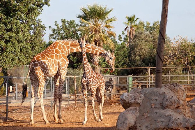 Giraffes at Paphos Zoo — a perfect family attraction in 2026
